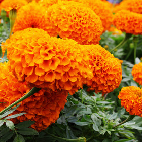 Park Seed Whopper Orange marigold sturdy 18in plant supports reliable edging.