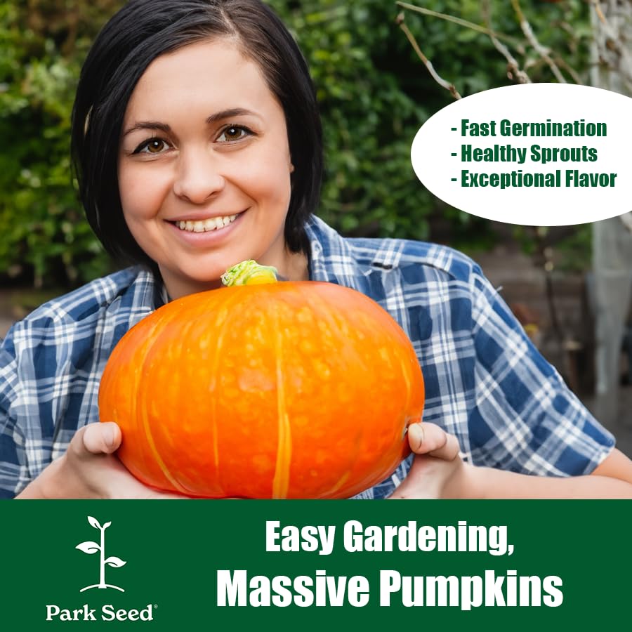 Park Seed's Dill's Atlantic Giant pumpkin ready for record-breaking growth.