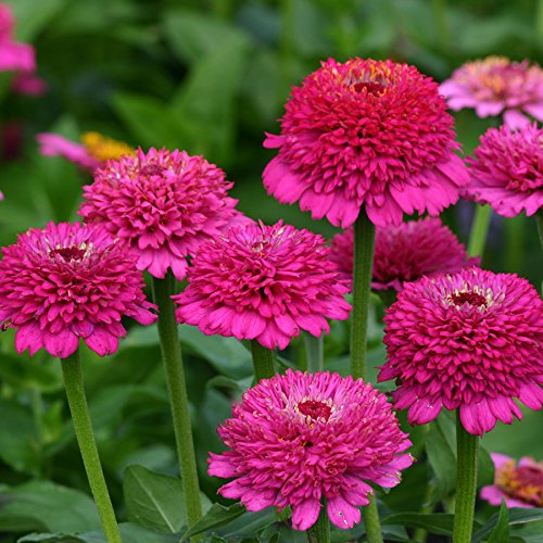 Park Seed Zinderella Purple bloom close-up with vibrant double petals for display beds.
