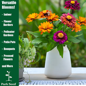 Park Seed Zinderella Purple double blooms add dramatic color to borders and containers.