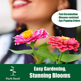 Park Seed Zinderella Purple flower in full sun border, delivering dramatic color.