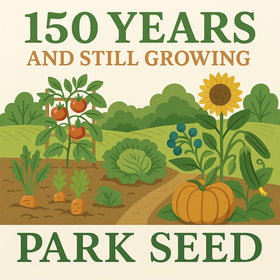 Park Seed Zinderella Purple blooms attract pollinators in the garden bed and containers.
