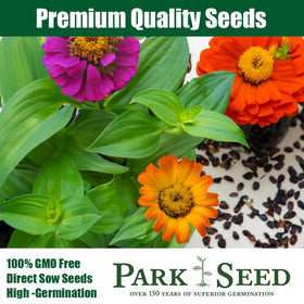 Park Seed Zinderella Purple pom-pom center showcased for an eye-catching garden focal point.