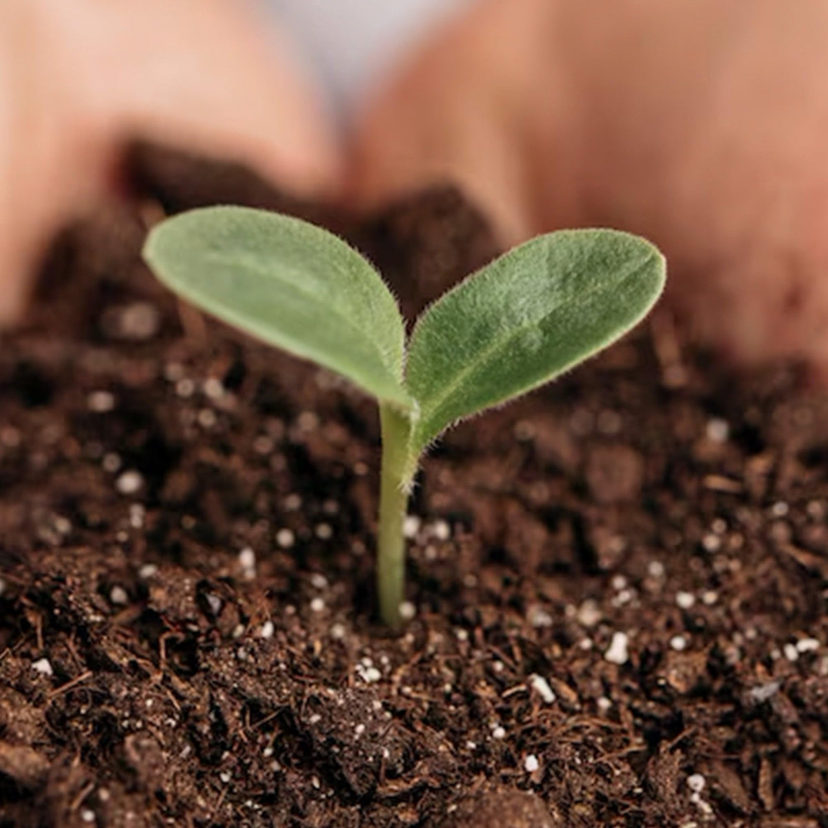 Park Seed Nature’s Aid inoculant over legume row hints at higher yields