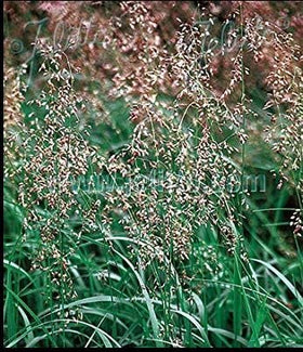 Pase Seeds Hierochloe Odorta Sweet Grass seed pack in sealed pouch for freshness.