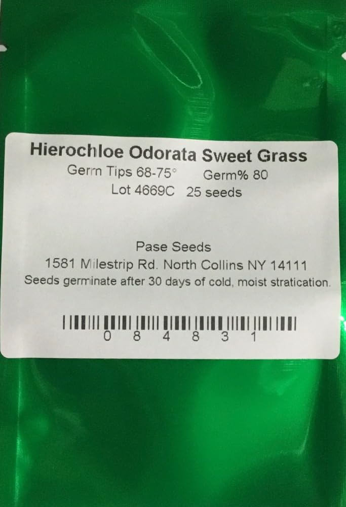 Hierochloe Odorta Sweet Grass panicles for ornamental fragrance in gardens.