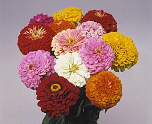 Pase Seeds Zinnia Benary Giant Mix with giant-dahlia-like flowers for borders and bouquets.