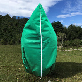 Pasidener wide-coverage tree/shrub cover allows light through for photosynthesis.