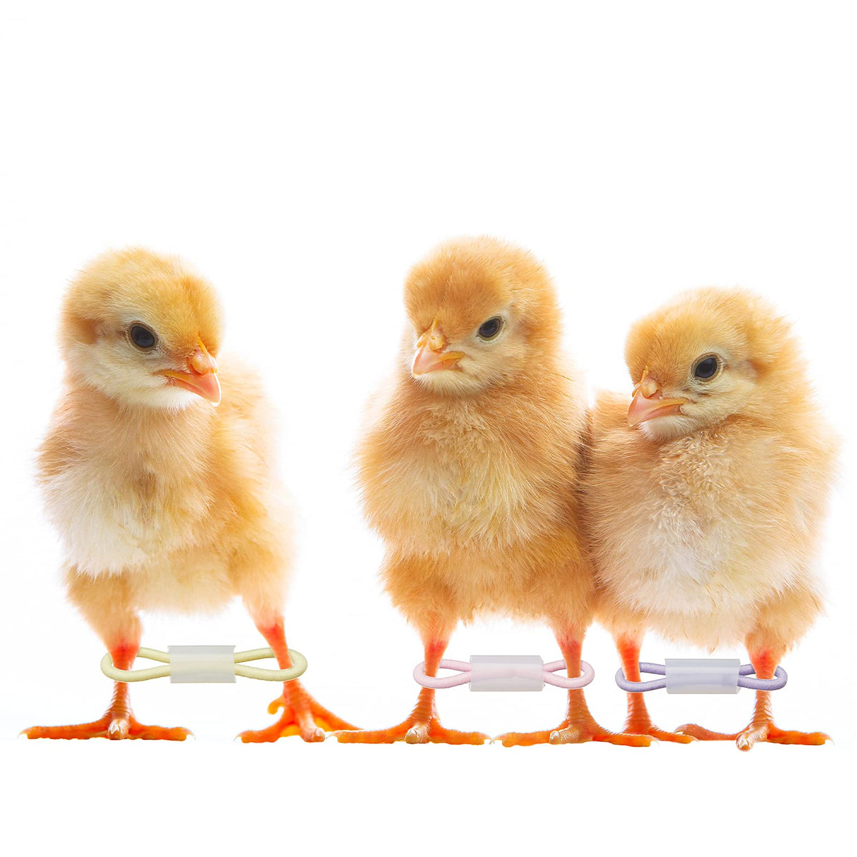 Patelai chick care in isolation area with leg bands