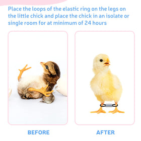 Patelai elastic rings in varied colors aid easy chick distinction
