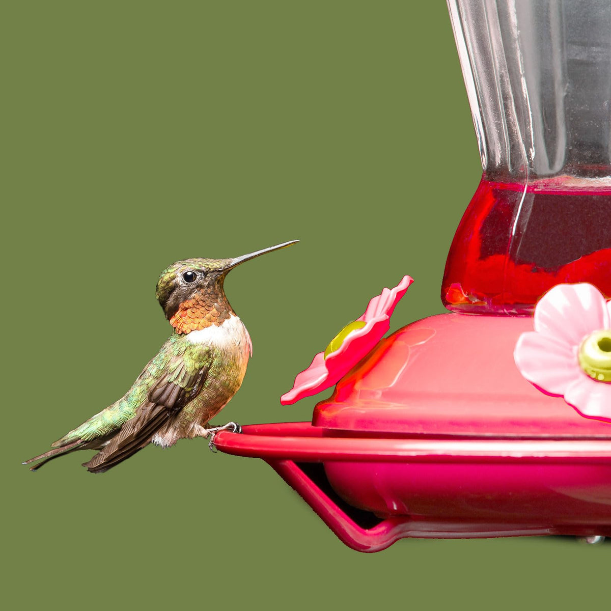 Patelai multi-color replacement flowers—UV-resistant outdoor feeding ports