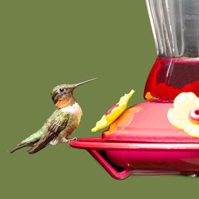 Patelai colorful replacement flowers brighten outdoor feeding stations.