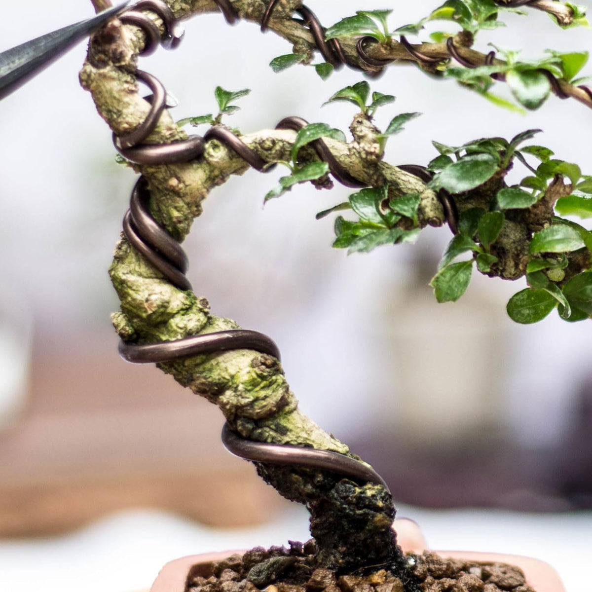 PATIKIL indoor bonsai wire, 3.2m roll, supports plant growth and form.
