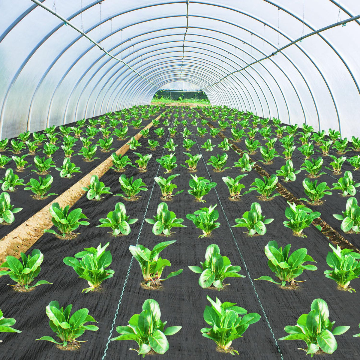 Pattiumo ground-cover fabric under gravels supports soil stability and drainage.