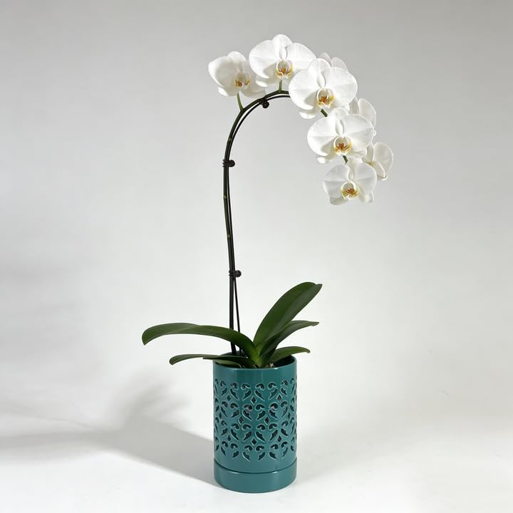 Pavtner durable ceramic orchid pot packaged securely for delivery.