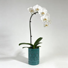 Pavtner durable ceramic orchid pot packaged securely for delivery.