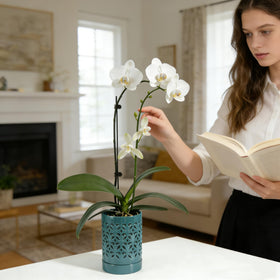 Pavtner green glazed orchid pot enhances display appeal.