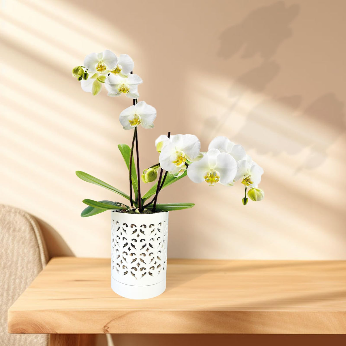Pavtner Orchid Pot with attached saucer catches excess water for tidy setups