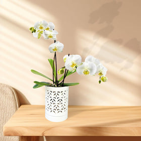 Pavtner Orchid Pot with attached saucer catches excess water for tidy setups