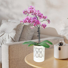 Pavtner Hand-glazed white orchid pot adds elegant display