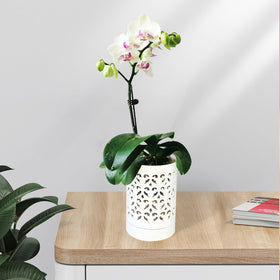 Pavtner Orchid Pot suitable for indoor or outdoor use