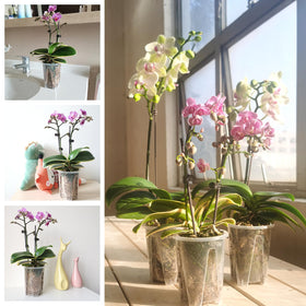 Pavtner orchid pot modern minimalist design suitable for indoor spaces