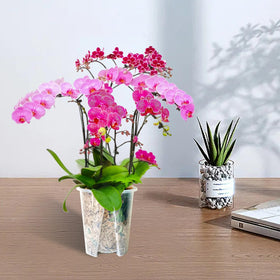 pavtner orchid pots suit indoor and outdoor spaces with modern style