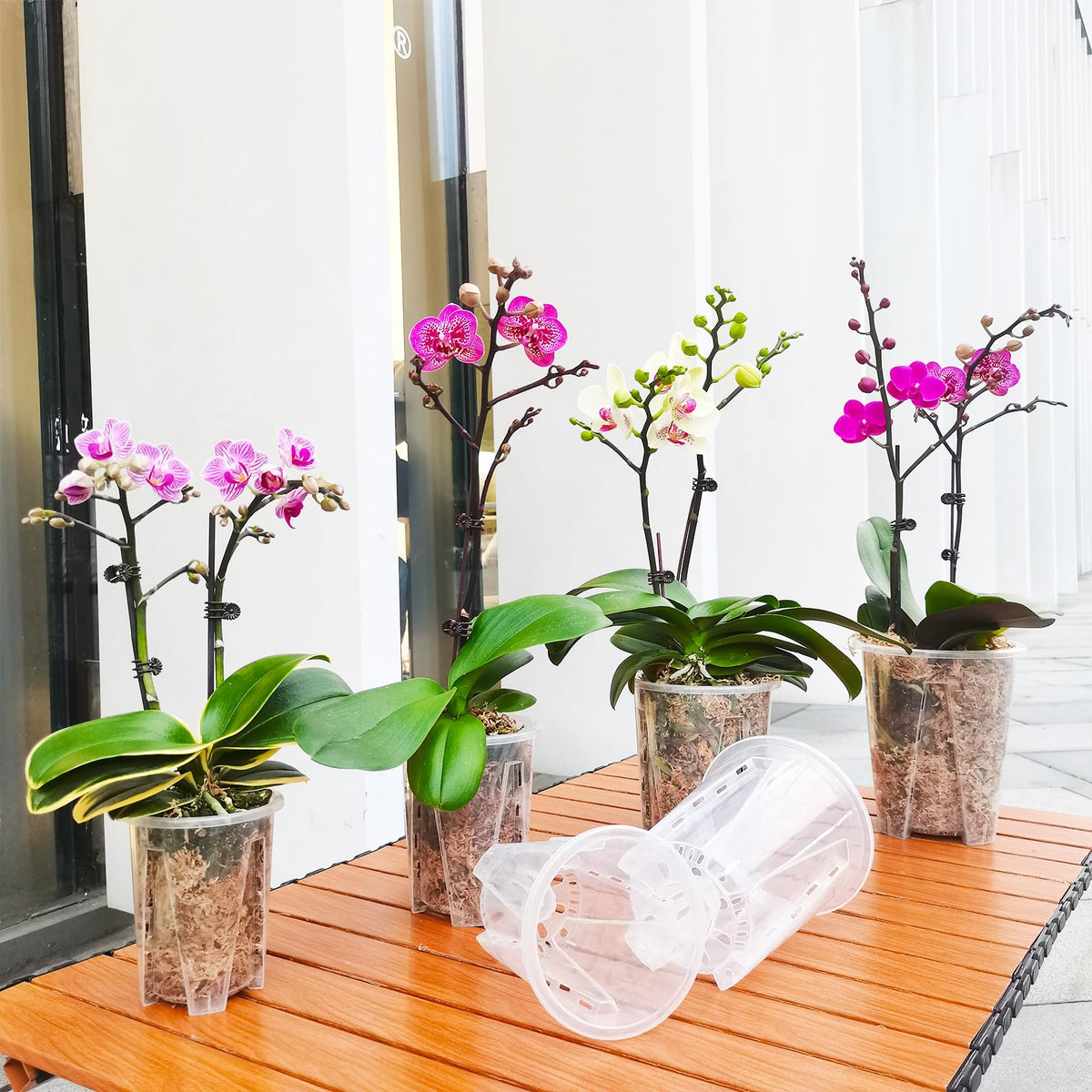 pavtner 8-pack clear pots help monitor watering and growth