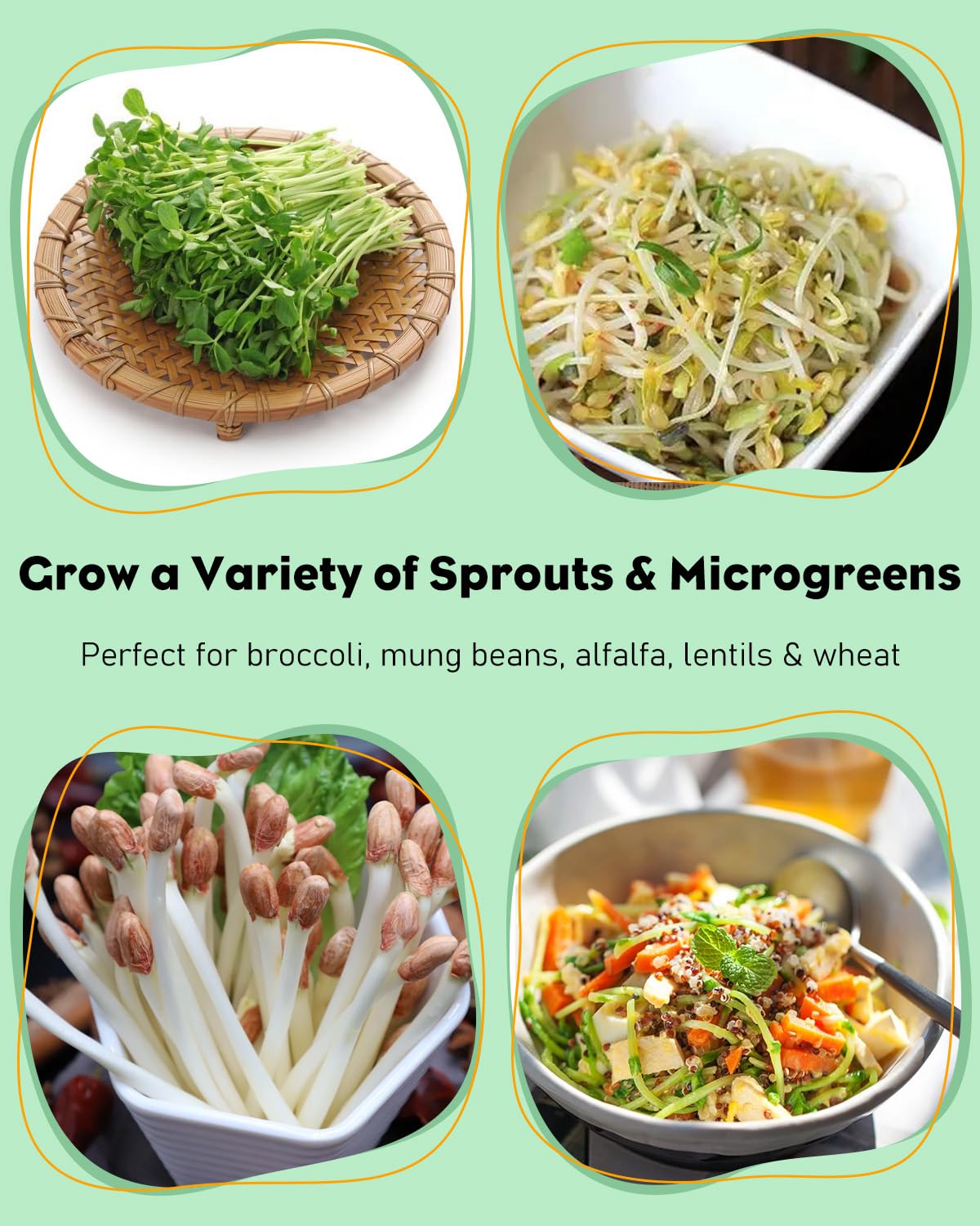 Pawfly sprouting process showing broccoli growth in jars.