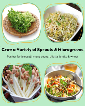 Pawfly sprouting process showing broccoli growth in jars.