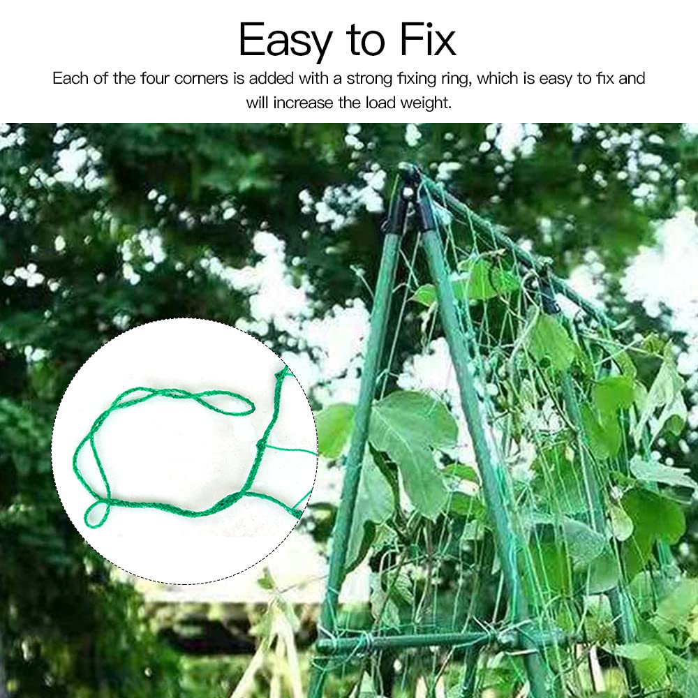PDGROW vine support in action demonstrates reliable growth support for cucumbers and beans.