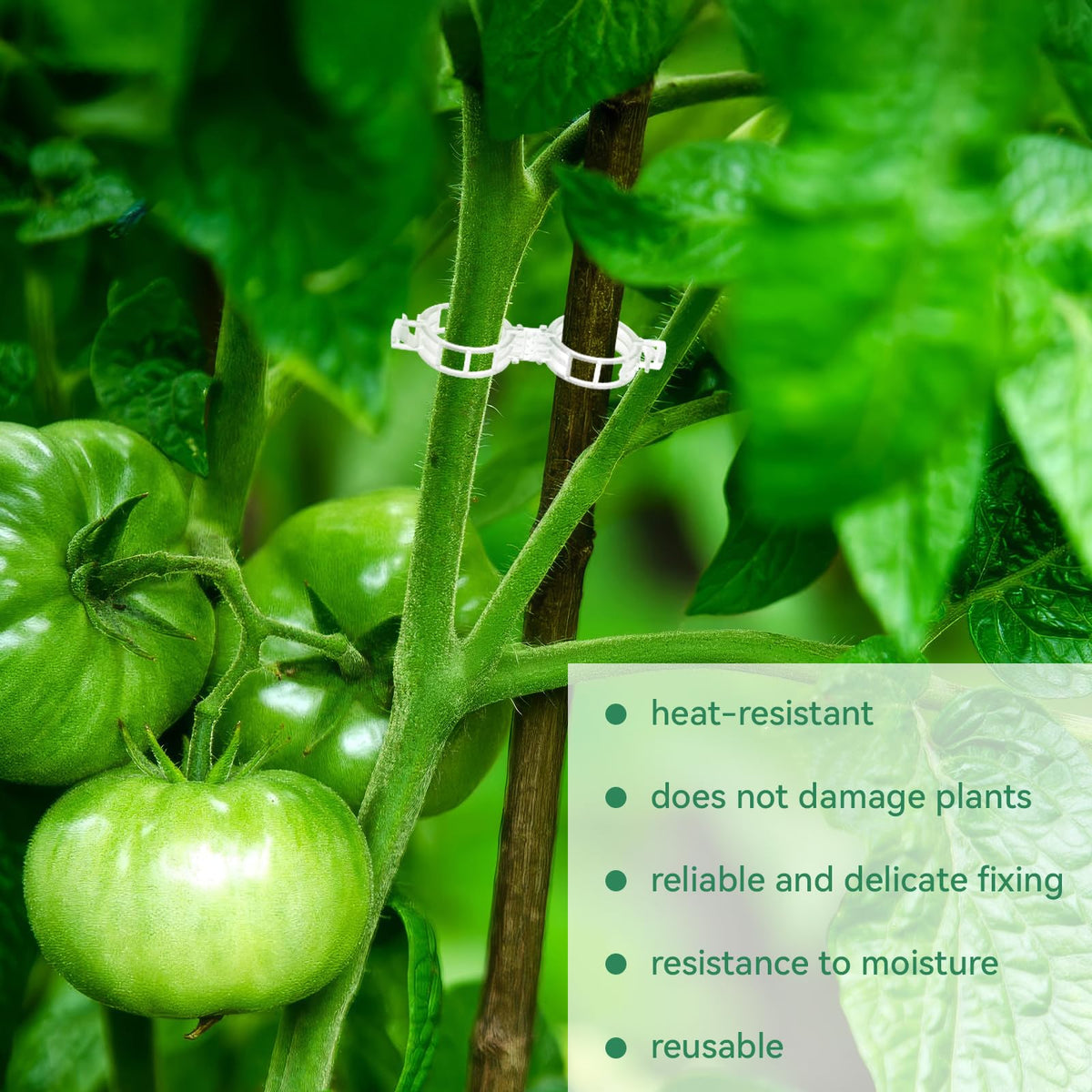 PEASUG clip-on vine support during pruning and training for stable growth.