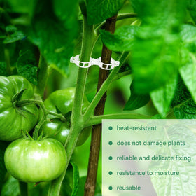 PEASUG clip-on vine support during pruning and training for stable growth.