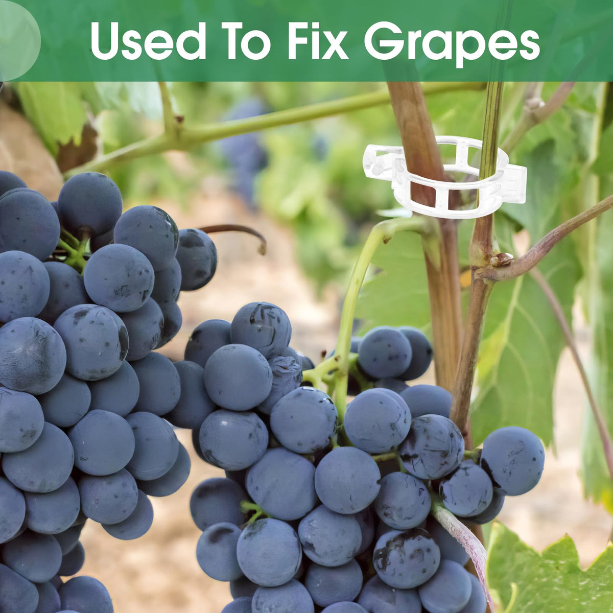PEASUG grape vine clip used to guide and support heavy fruit clusters.