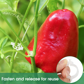 PEASUG seedling support clips help young plants climb confidently.
