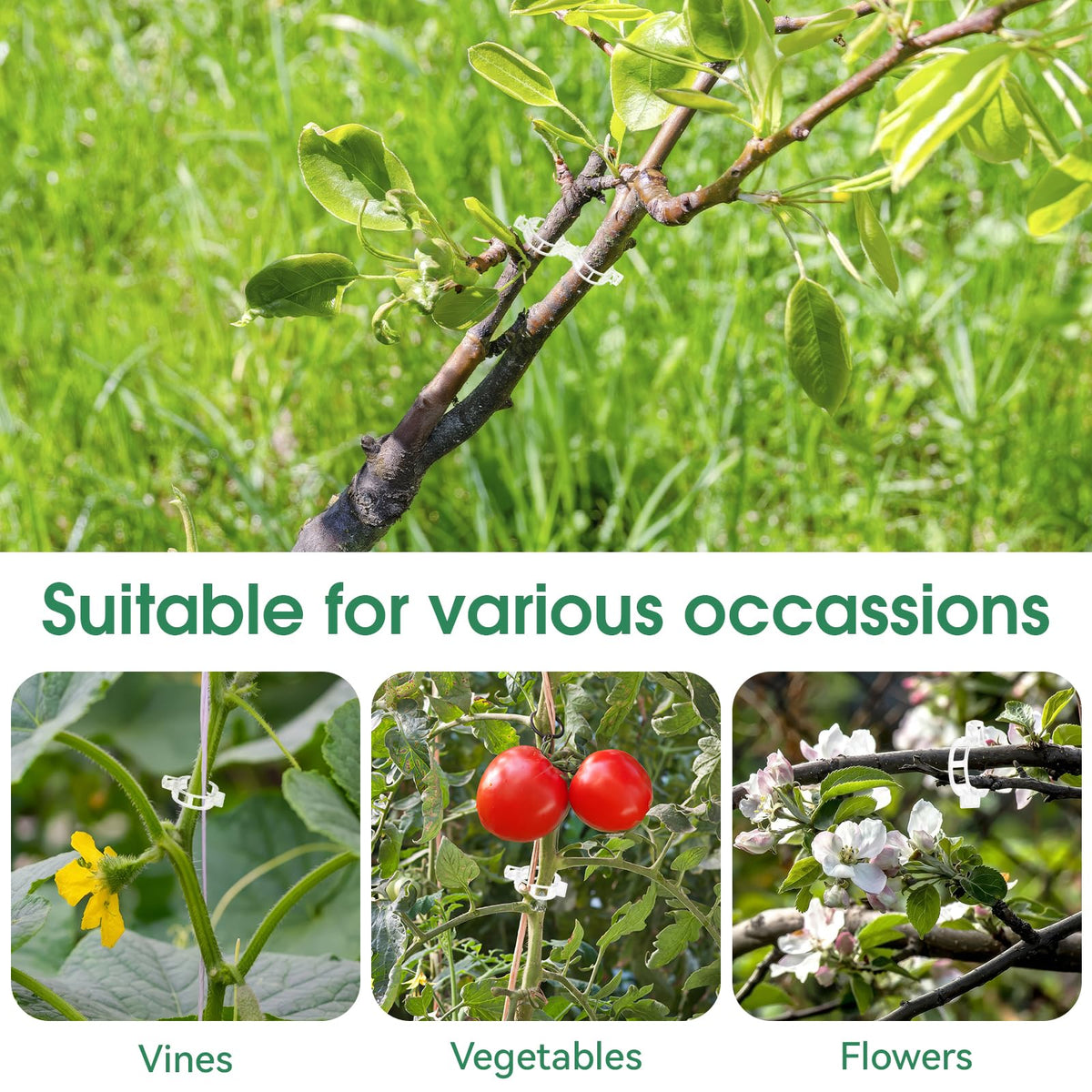 PEASUG watermelon clip keeps vines upright for even growth and harvests.