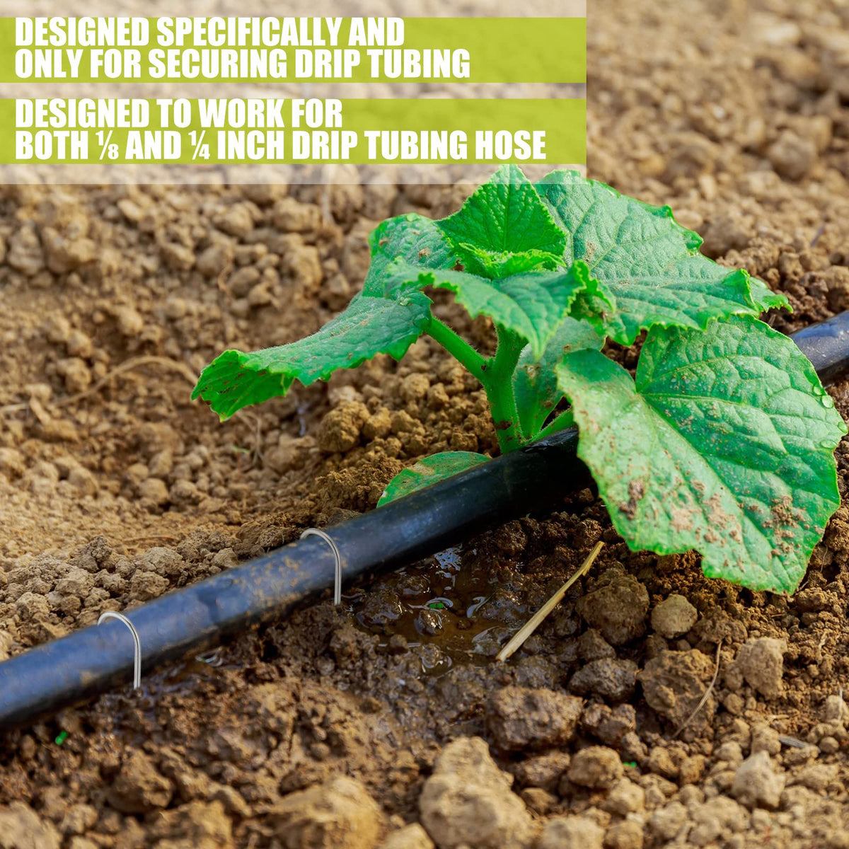 Pelopy 5-inch ground stake anchors hoses and tubing along beds
