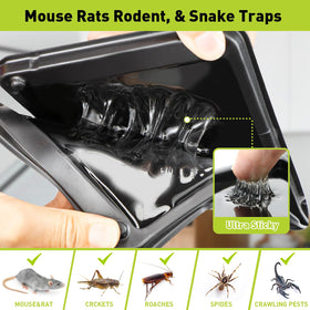 Pelrayt glue trap prebaited peanut scent eases setup and increases attraction.