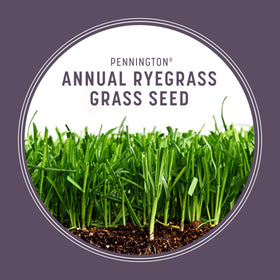 Pennington Annual Ryegrass evenly spread for fast color in lawns
