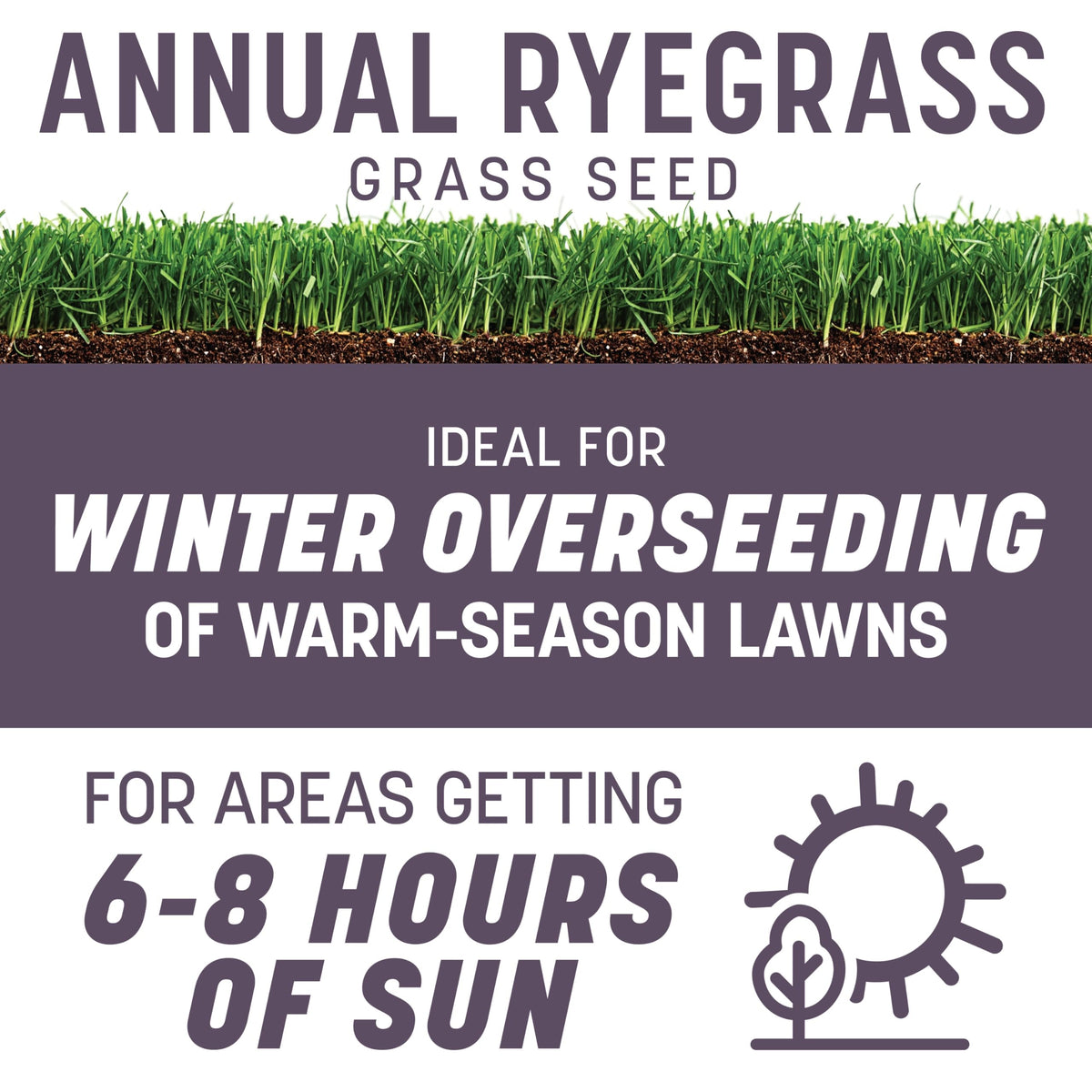 Pennington Annual Ryegrass close-up shows seed texture and quick germination