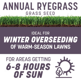 Pennington Annual Ryegrass close-up shows seed texture and quick germination