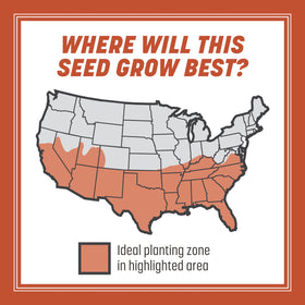 Pennington Bermudagrass seed offers quick germination in 14 to 21 days