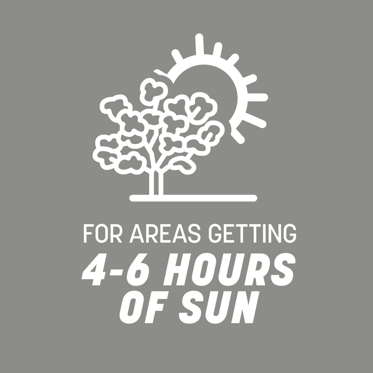 Pennington Contractors Grass Seed Mix Central 7 lb shade-limited area demonstrates sun tolerance.
