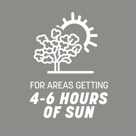Pennington Contractors Grass Seed Mix Central 7 lb shade-limited area demonstrates sun tolerance.