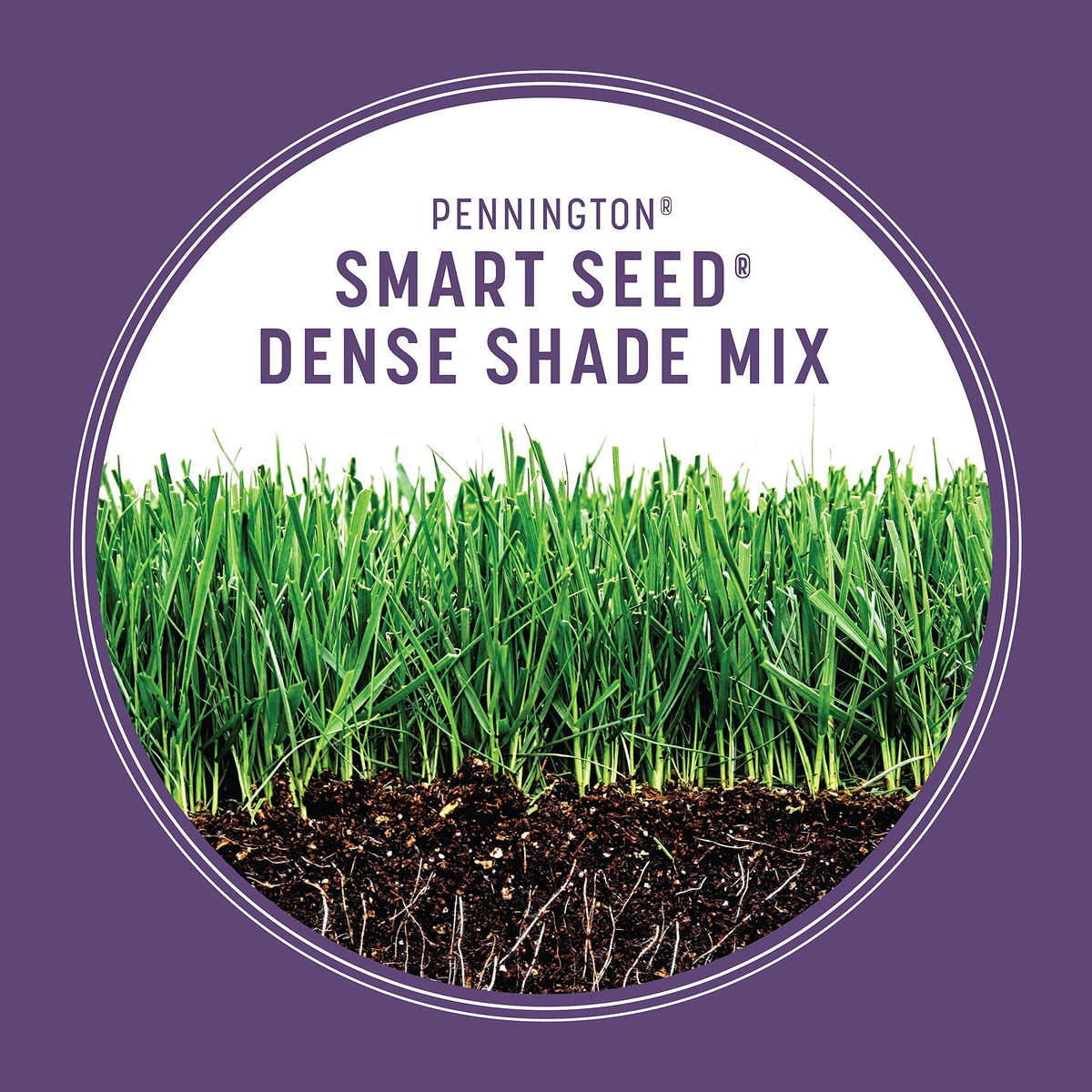 Pennington Dense Shade germination close-up showing rapid green growth in low sun.
