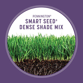 Pennington Dense Shade germination close-up showing rapid green growth in low sun.