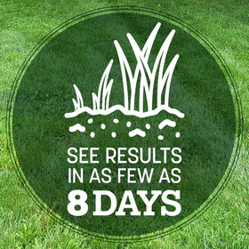Pennington Kentucky 31 tall fescue demonstrates drought tolerance in dry soil.