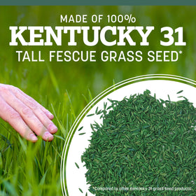 Pennington Kentucky 31 Tall Fescue seed tolerates heat in full sun for lush growth.