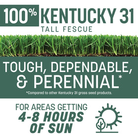 Pennington Kentucky 31 Tall Fescue seed being spread for overseeding with even coverage.