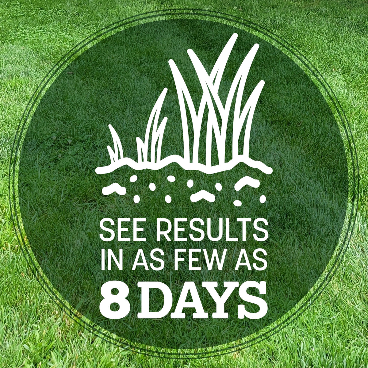 Pennington Kentucky 31 Tall Fescue lawn establishing in sun